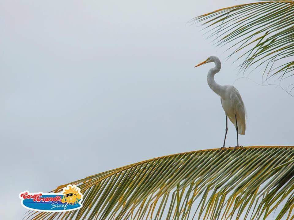 Hotel Casa Grande Surf Guachaca Esterno foto